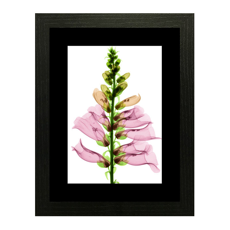Set of 2 Floral Stem Wall Frames – Pink & Peach Blooms