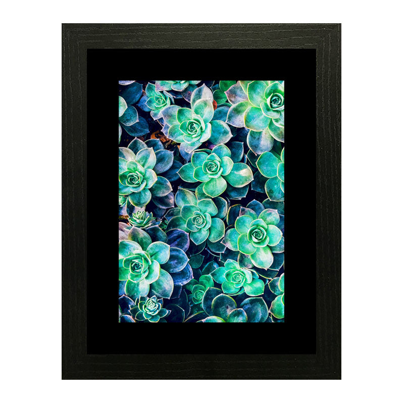 Set of 2 Succulent Bloom Wall Frames – Colorful Plant Art