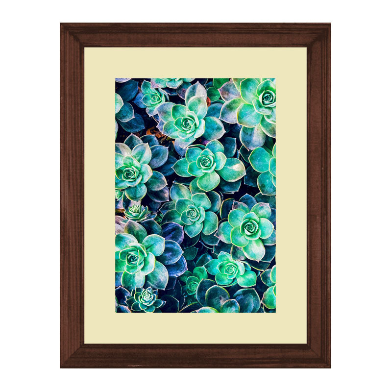 Set of 2 Succulent Bloom Wall Frames – Colorful Plant Art