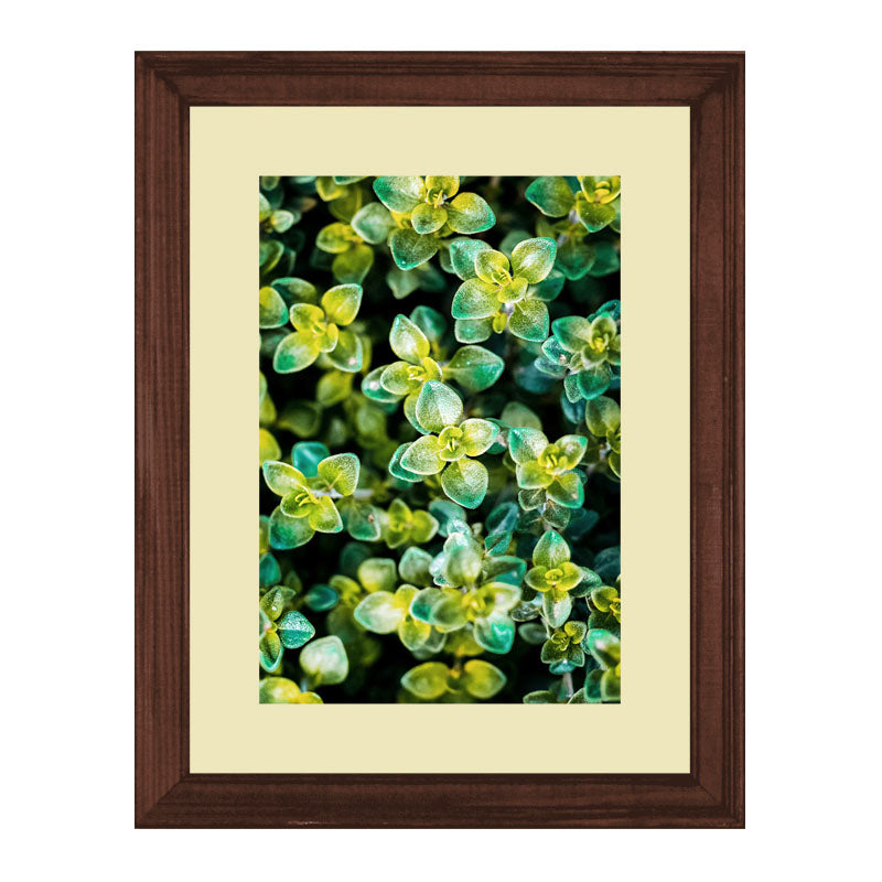 Set of 2 Succulent Bloom Wall Frames – Colorful Plant Art