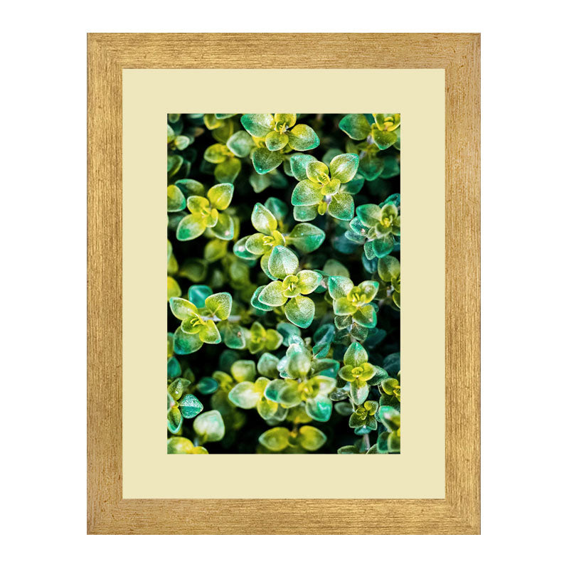 Set of 2 Succulent Bloom Wall Frames – Colorful Plant Art