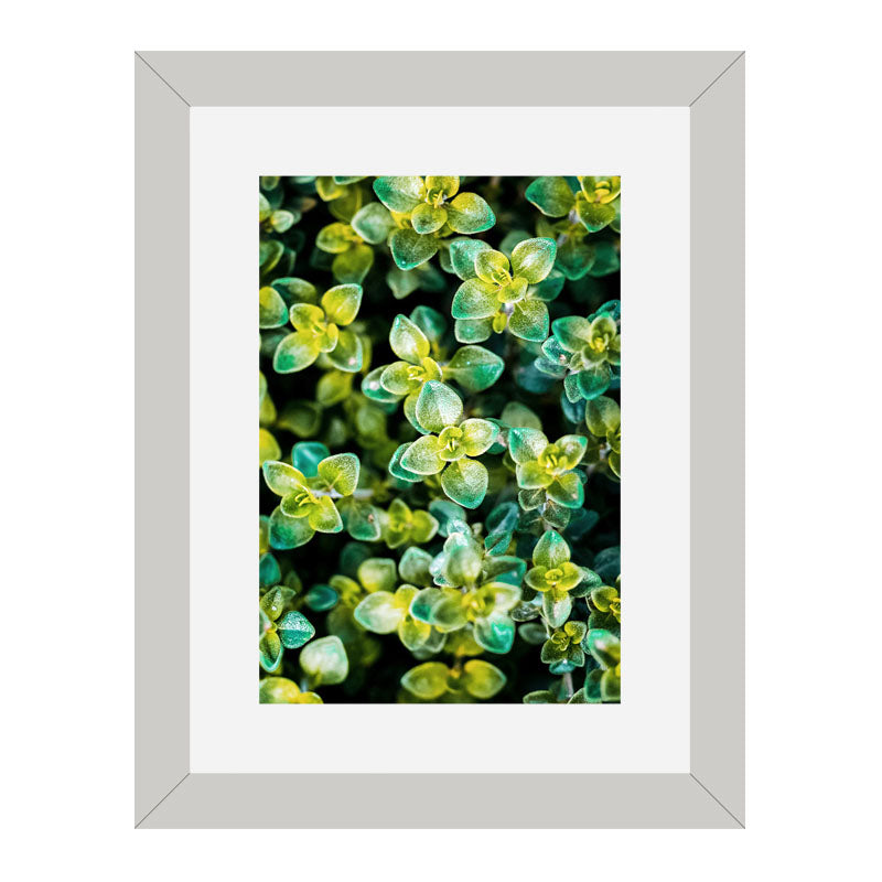 Set of 2 Succulent Bloom Wall Frames – Colorful Plant Art
