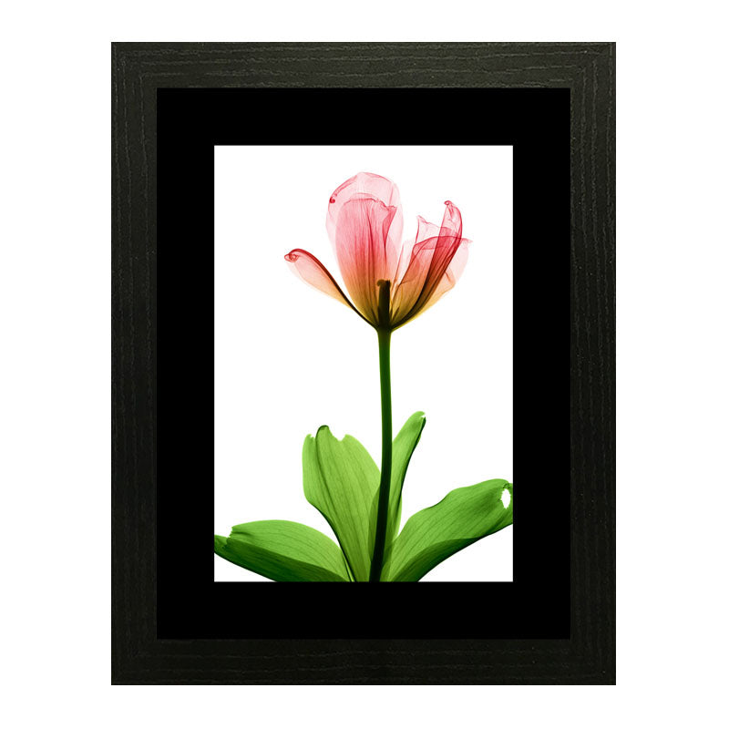 Set of 3 Delicate Botanical Wall Frame Set – Vibrant Spring Blooms
