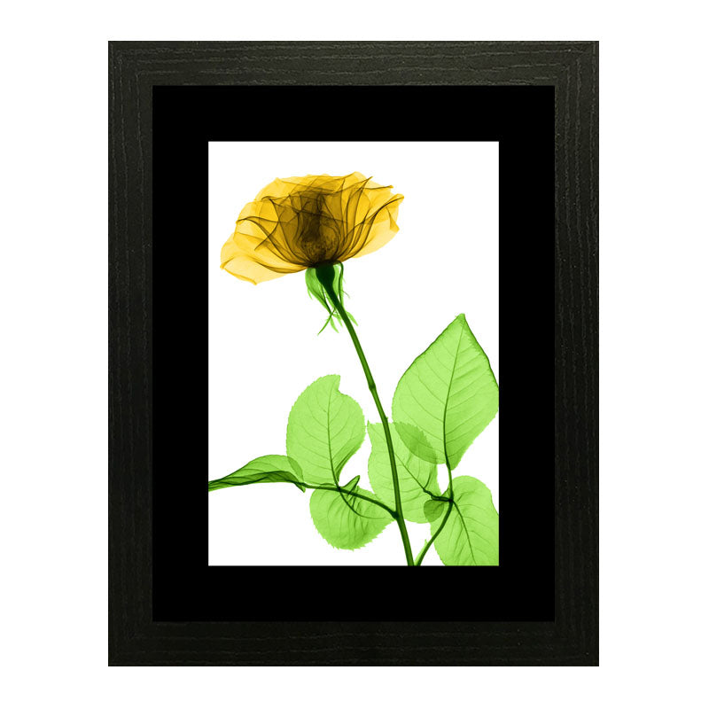 Set of 3 Delicate Botanical Wall Frame Set – Vibrant Spring Blooms